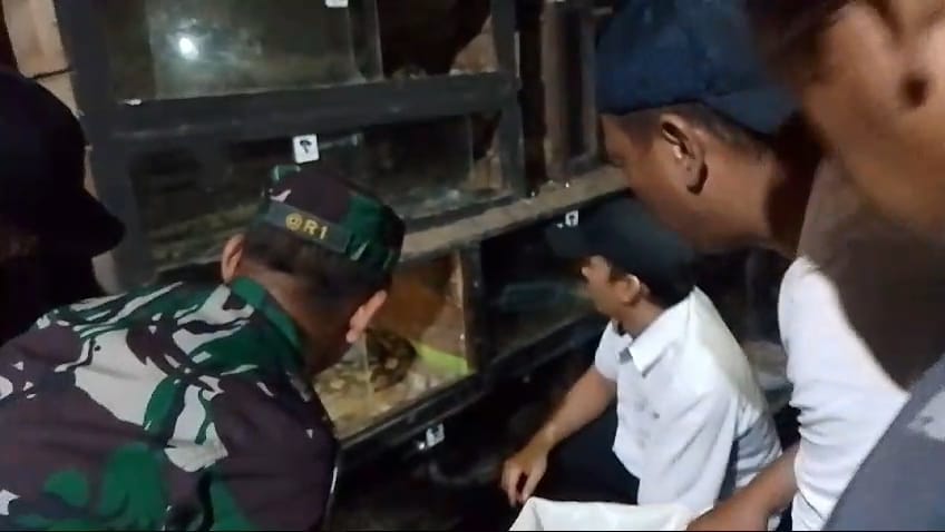 Ular Pernah Lepas, Kini Ular di Evakuasi Babinsa Bakalan dan BKSDA&nbsp;Jatim