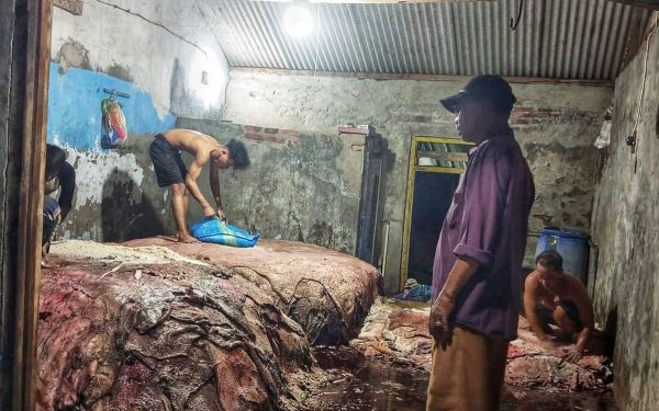 Omzet Idul Adha Naik, Pengepul Kulit Sapi Full Senyum